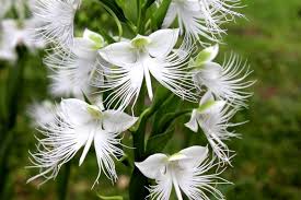 White Egret Orchid Seeds for Planting - 100 pcs - Flower seeds