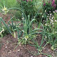 Egyptian Onion Seeds for Planting - Allium cepa viviparum, 100 pcs - Vegetable Seeds