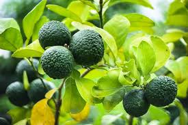 Thai Kaffir Lime Seeds for Planting - 100 pcs - Fruit Seeds