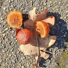 Post Oak Tree Seeds, White Oak Family, Oak Acorns from North Georgia (20 Pieces)