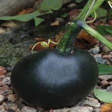 Graines de courge 'Little Gem Rolet' à planter : une variété de jardinage rustique pour votre jardin dynamique