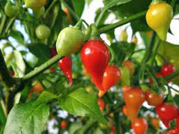 Sweety Drops Pepper Seeds for Planting - 100 pcs - Vegetable Seeds