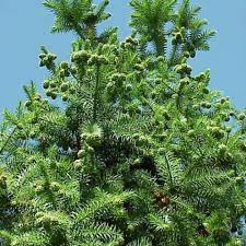 "China Fir Cunninghamia Lanceolata Seeds for Planting - 100 pcs" - Plant Seeds