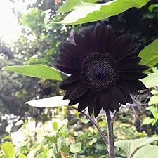 Fresh Deep Black Sunflower Seeds for Garden Planting - 50