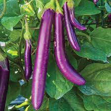 Aubergine 'Farmers Long' F1-Hybridsamen für Gartenliebhaber | Ertragreiche Bio-Auberginensamen