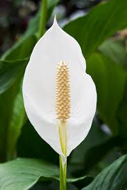 "Spathiphyllum Peace Lily Seeds, Planting - 100 pcs" - Flower seeds