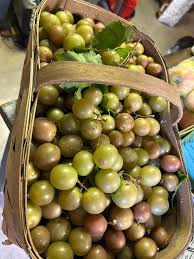 Heirloom Non-GMO Giant Scuppernong Golden Muscadine Seeds (15 Pieces)