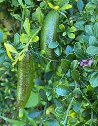 Finger lime frø, høj kvalitet lime frugt frø til plantning