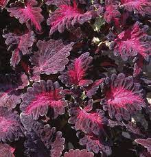 Black Dragon Lulu Certified Coleus Seeds - 40 Fresh Seeds for Vibrant Garden Color | Non-GMO