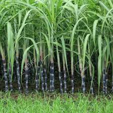 Zuckerrohr-Pflanzensamen - Premiumqualität für Garten und Landschaftsbau