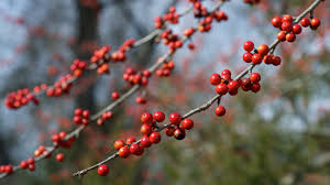 Carolina Holly (Ilex ambigua) – Native Deciduous Holly with Bright Red Berries