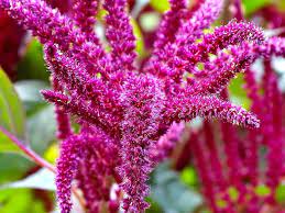 Buy Organic Amaranthus Foxtail Seeds | Premium Quality Planting Seeds ...