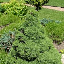 Spreading Evergreen for Erosion Control & Landscaping