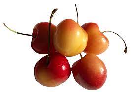 Rainier Sweet Cherry Yellow White Fruit Tree Seeds – 9 Pieces