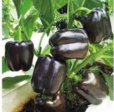 Merlot F1 Sweet Pepper Seeds - Vibrant Flowers, Ideal for Planting in Gardens and Pots