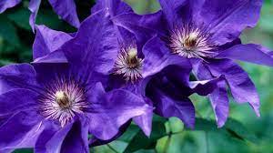 50 dunkelviolette Clematis-Samen | Blühende, kletternde, mehrjährige Blumen | Blumenranke | Mehrjährige Kletterpflanze