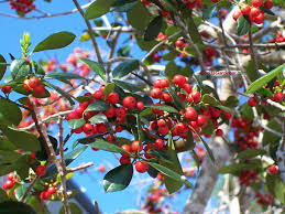 Dahoon Holly (Ilex cassine) – Elegant Evergreen Tree with Bright Red Berries