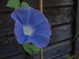 "Giant Moonflower Blue Flower Seeds, Planting, 100 pcs" - Flower seeds