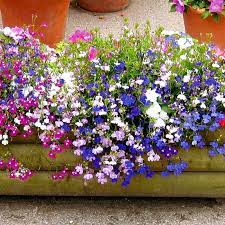 Mixed Lobelia Regatta Flower Seeds for Planting - Great for Hanging Displays - Flower Seeds