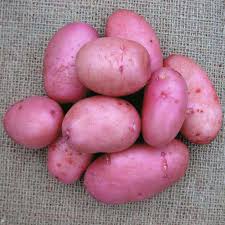 Sarpo Mira Potato Vegetable Seeds, Disease-Resistant Heirloom Vegetable Seeds for Home Gardening Easy to Grow