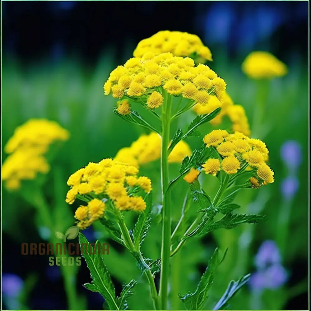 Immortelle Flower Seeds High-Quality For Everlasting Garden Blooms And Planting Annuals