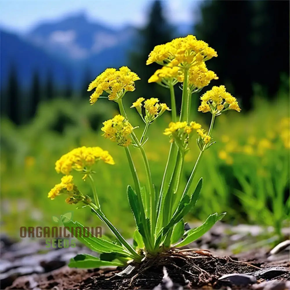 Immortelle Flower Seeds High-Quality For Everlasting Garden Blooms And Planting Annuals