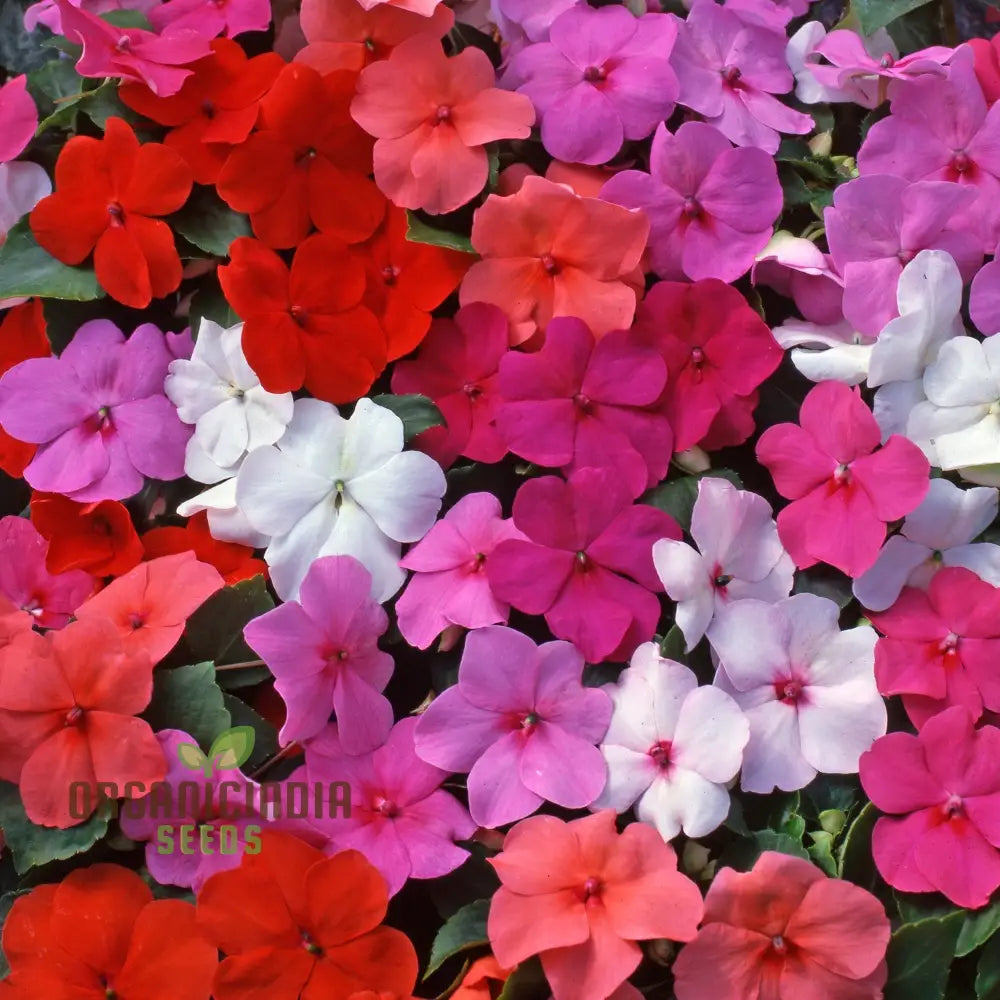 Impatiens Lollipop Mix F1 Flower Seeds Premium Variety For Gardening Enthusiasts Shop Exquisite