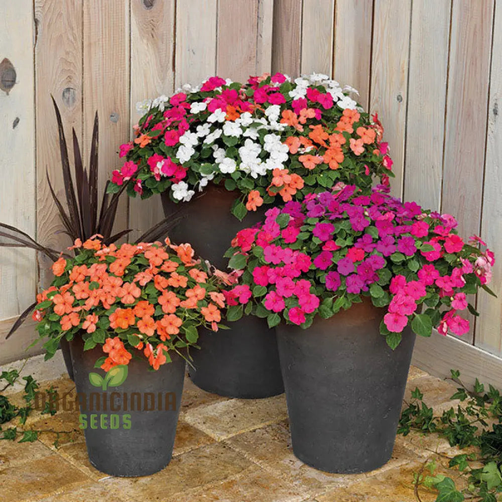 Impatiens Lollipop Mix F1 Flower Seeds Premium Variety For Gardening Enthusiasts Shop Exquisite