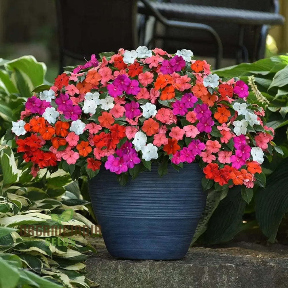 Impatiens Lollipop Mix F1 Flower Seeds Premium Variety For Gardening Enthusiasts Shop Exquisite