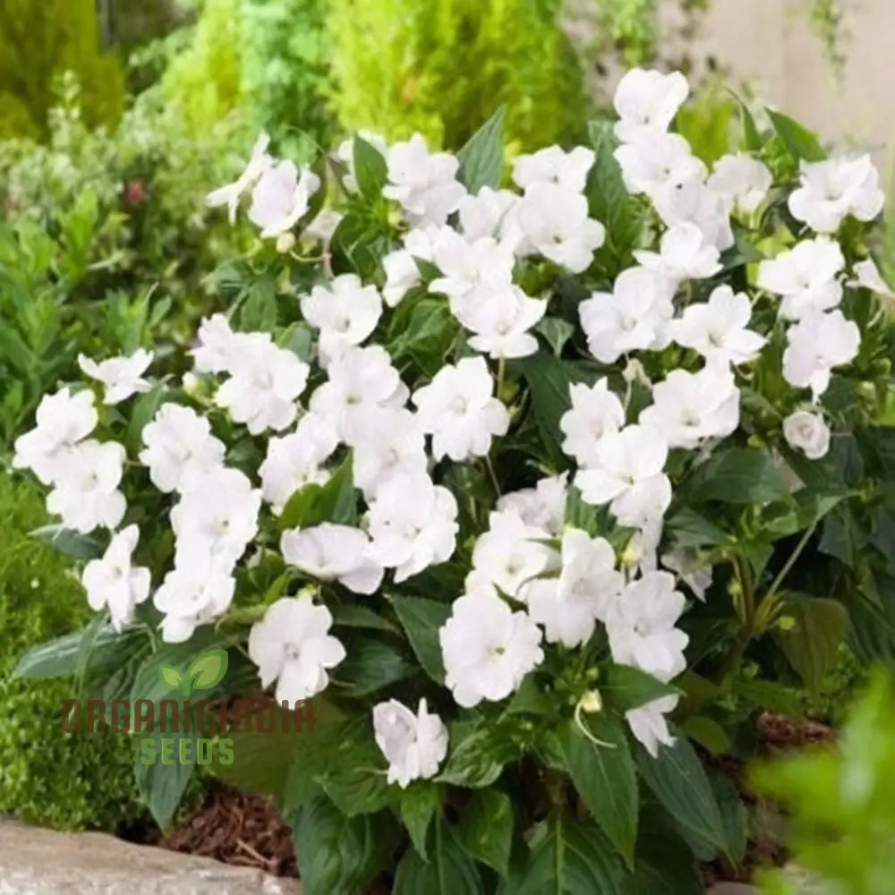 Impatiens Walleriana â€™Busy Lizzieâ€™ Flower Seeds Baby Series White â€“ Vibrant Blossoms For Your Garden