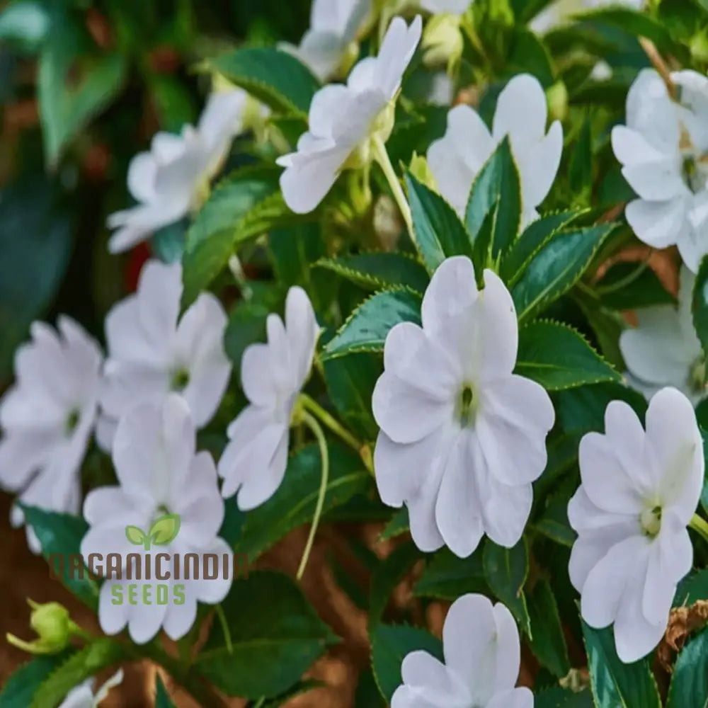 Impatiens Walleriana â€™Busy Lizzieâ€™ Flower Seeds Baby Series White â€“ Vibrant Blossoms For Your Garden