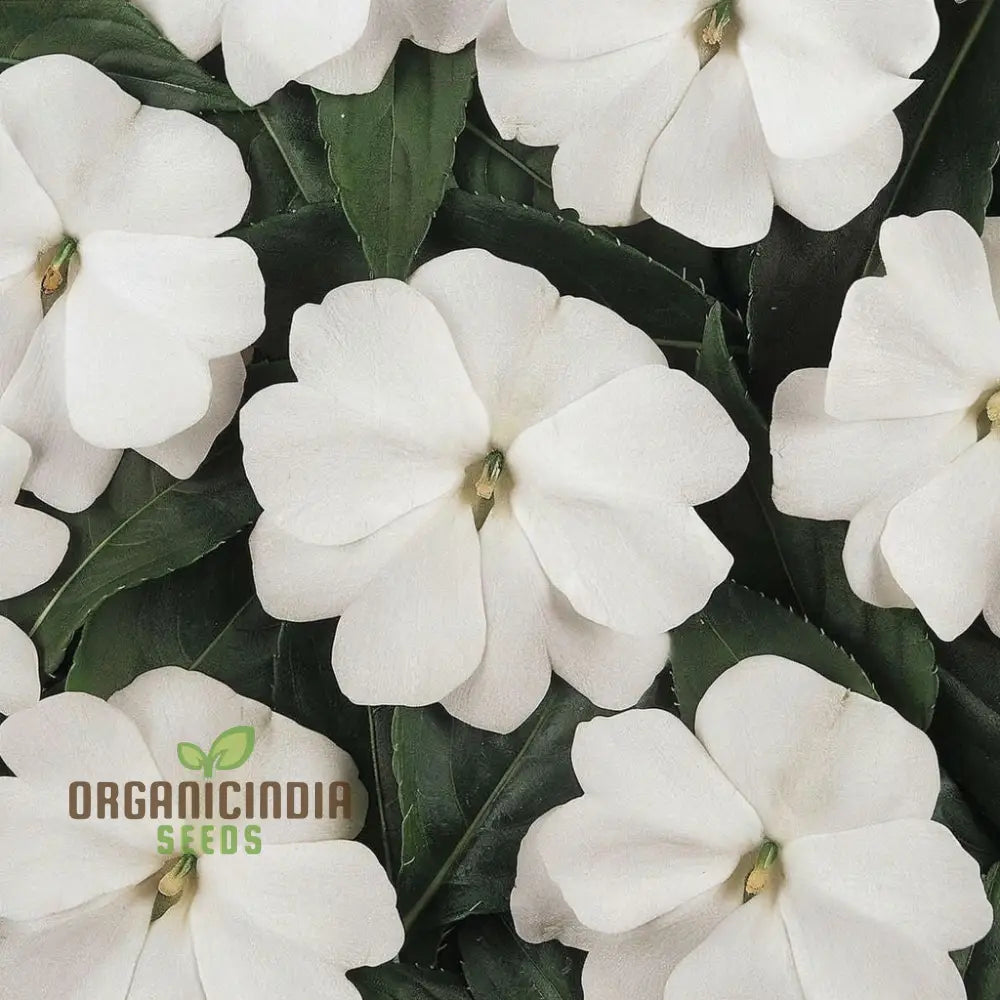 Impatiens Walleriana â€™Busy Lizzieâ€™ Flower Seeds Baby Series White â€“ Vibrant Blossoms For Your Garden