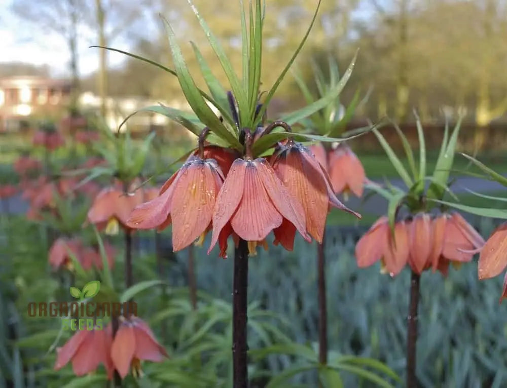 Imperial Crown Plant Wang Fritillaria Easy To Grow Home Garden Ground Cover Plants (100Pcs)