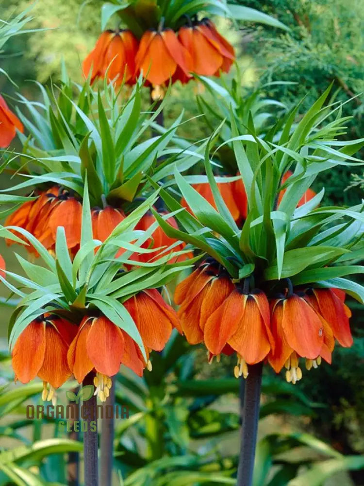 Imperial Crown Plant Wang Fritillaria Easy To Grow Home Garden Ground Cover Plants (100Pcs)