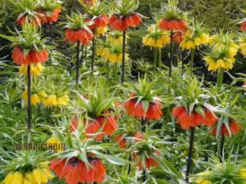 Imperial Crown Plant Wang Fritillaria Easy To Grow Home Garden Ground Cover Plants (100Pcs)