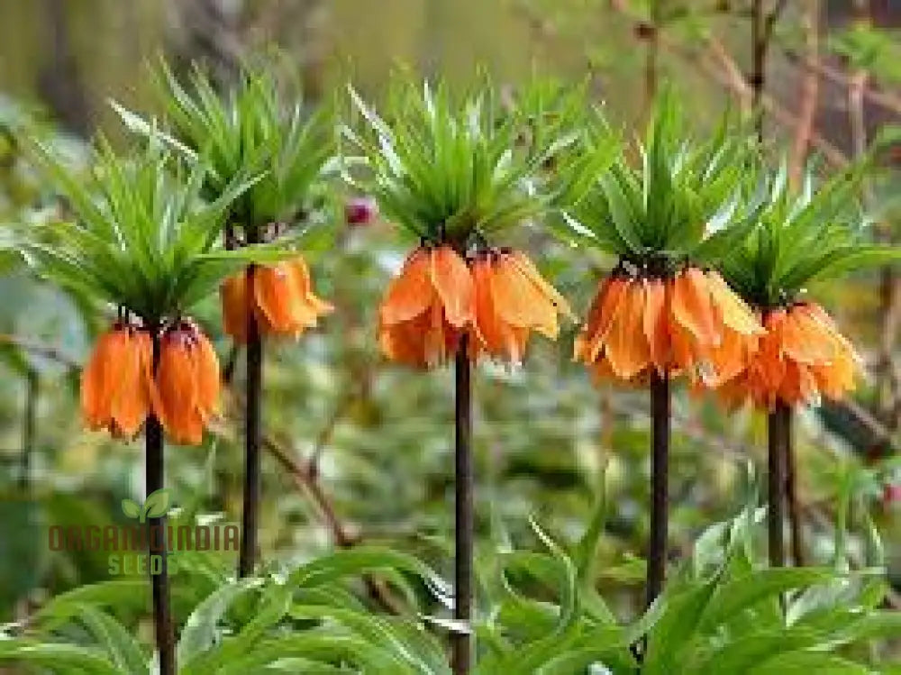 Imperial Crown Plant Wang Fritillaria Easy To Grow Home Garden Ground Cover Plants (100Pcs)