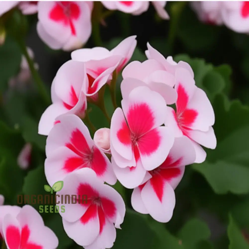 Imported Geranium Flower Seeds - White Blooms With Pink Accents For Stunning Garden Planting And