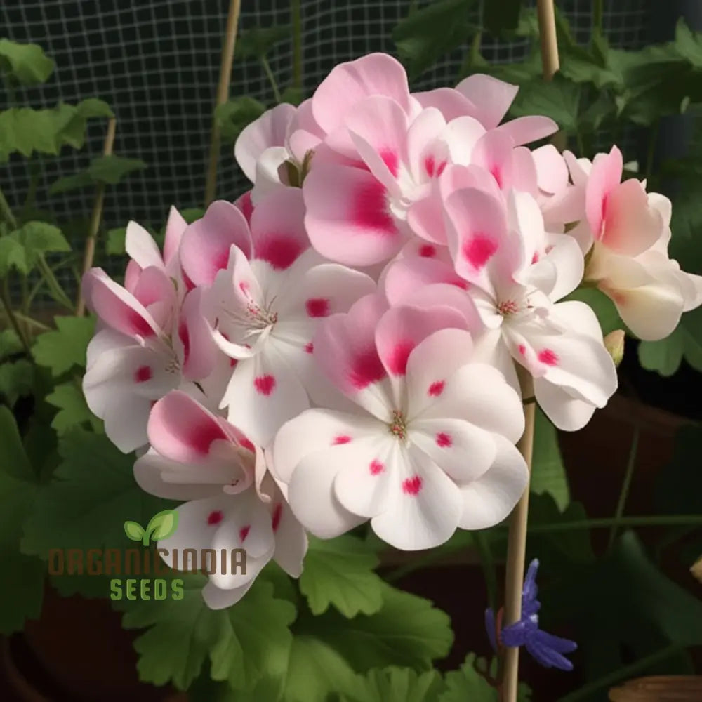 Imported Geranium Flower Seeds - White Blooms With Pink Accents For Stunning Garden Planting And