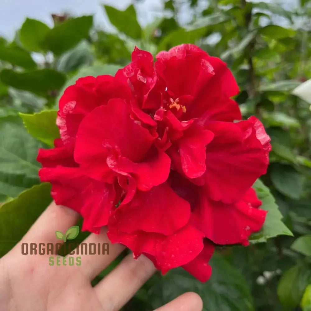 Imported Red Hibiscus Flower Seeds â€“ Elevate Your Gardening Experience With Stunning Vibrant Blooms