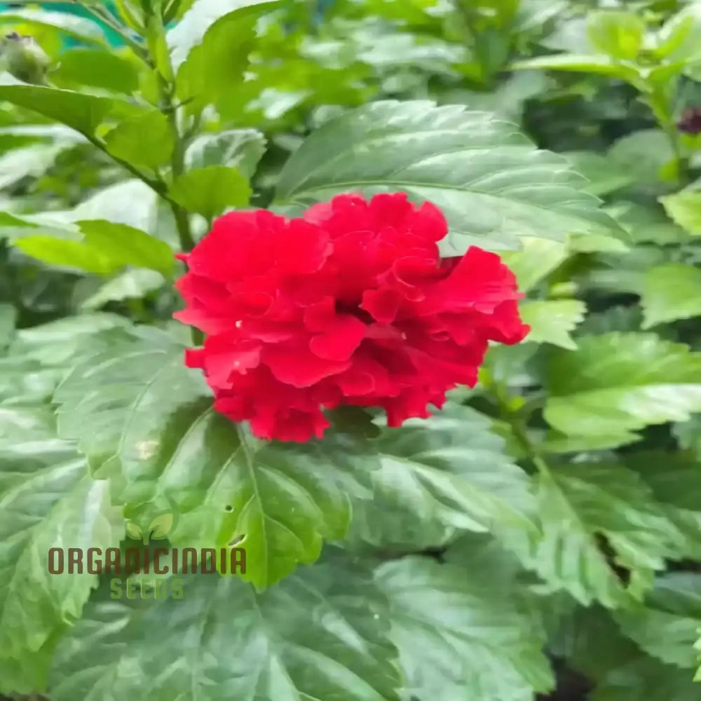 Imported Red Hibiscus Flower Seeds – Elevate Your Gardening Experience With Stunning Vibrant Blooms