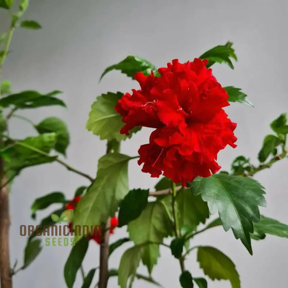 Imported Red Hibiscus Flower Seeds – Elevate Your Gardening Experience With Stunning Vibrant Blooms