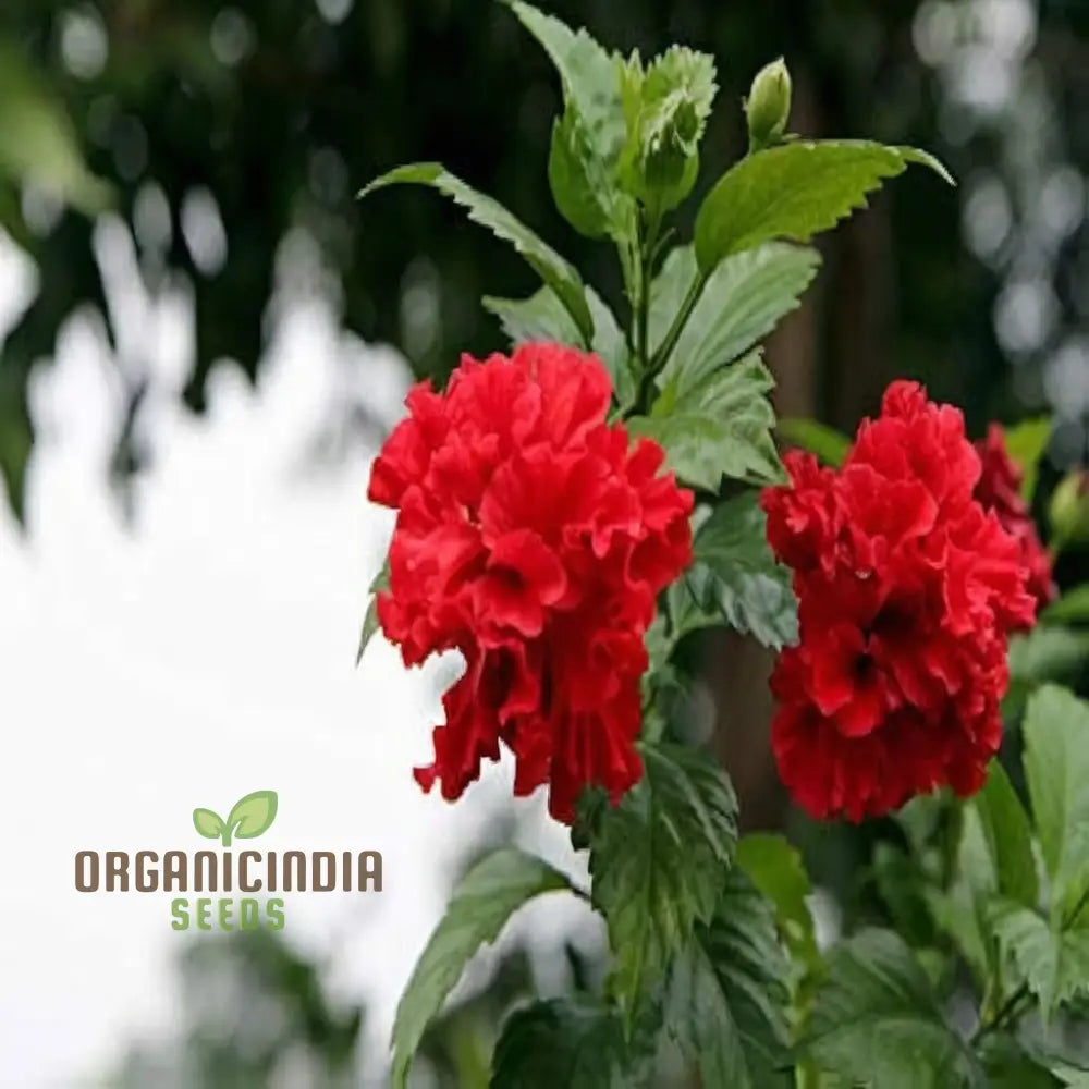 Imported Red Hibiscus Flower Seeds – Elevate Your Gardening Experience With Stunning Vibrant Blooms