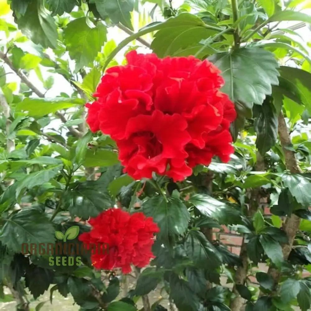 Imported Red Hibiscus Flower Seeds â€“ Elevate Your Gardening Experience With Stunning Vibrant Blooms