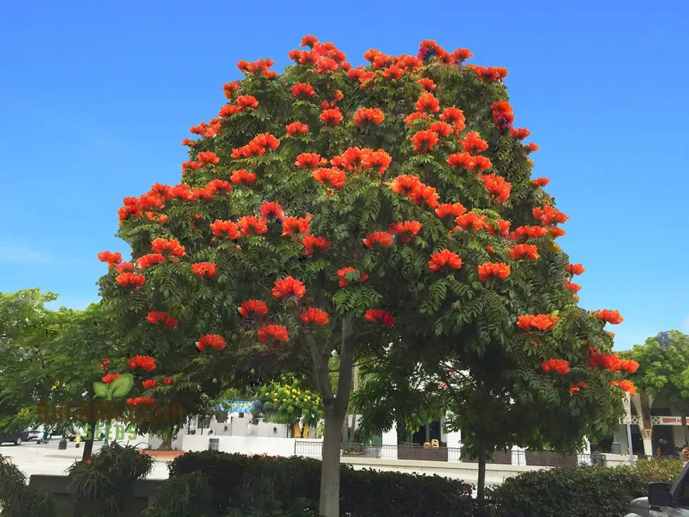 India African Tulip Tree Ornamental Shade Seeds - 5 + Premium For Home Garden | Ideal Gardening