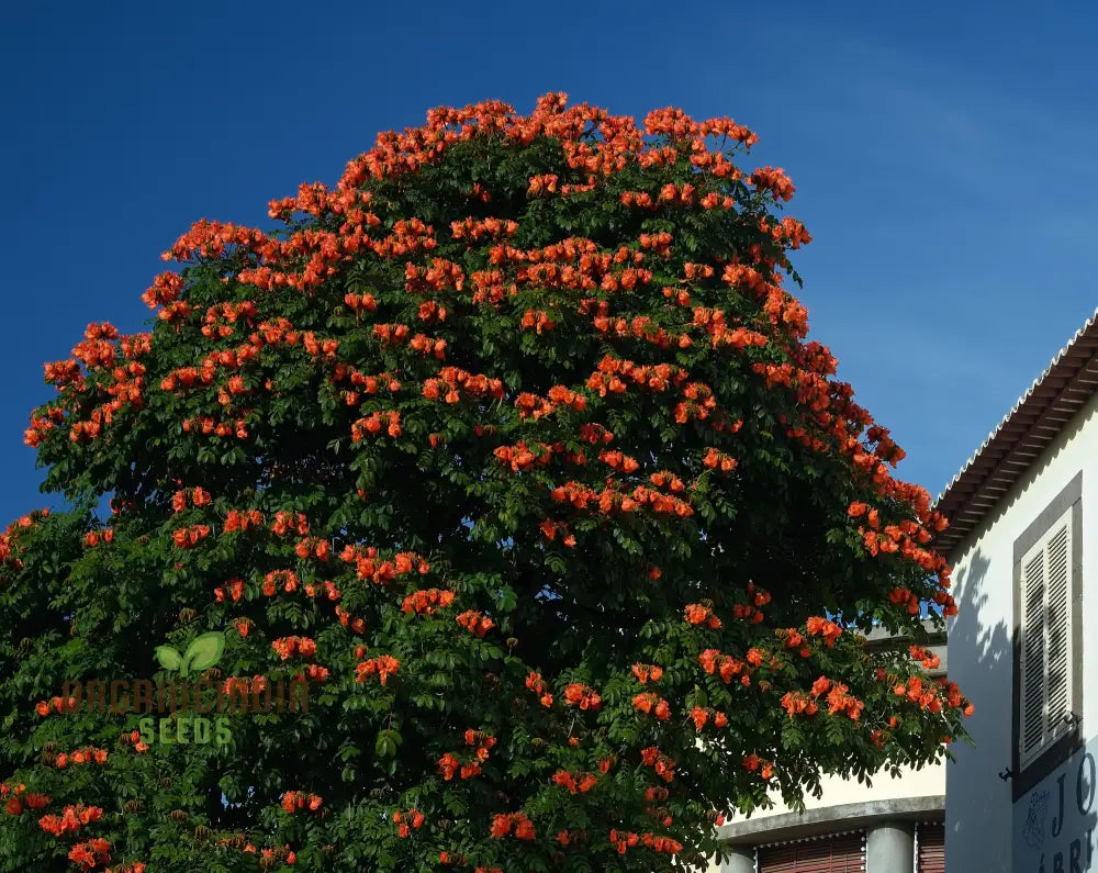 India African Tulip Tree Ornamental Shade Seeds - 5 + Premium For Home Garden | Ideal Gardening