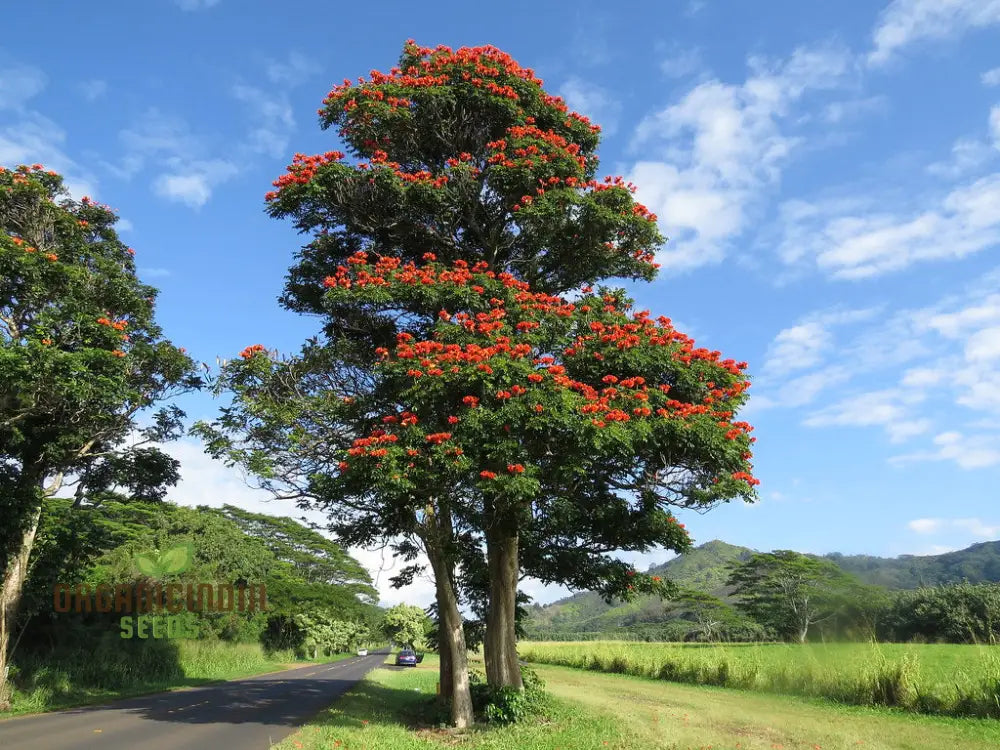 India African Tulip Tree Ornamental Shade Seeds - 5 + Premium For Home Garden | Ideal Gardening