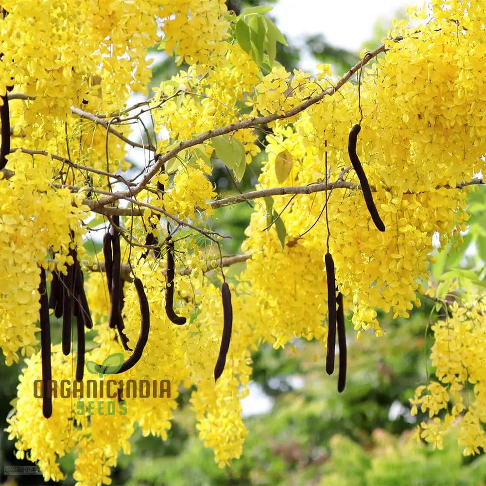 Indian Laburnum Seeds Planting - 100 Pcs Plant