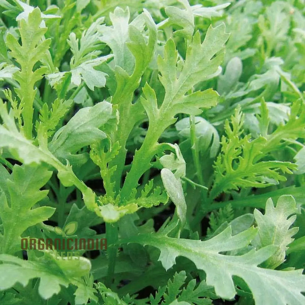 Indian Mustard ’Amsoi Green’ Seeds For Exceptional Gardening - Ideal Home Garden Enthusiasts