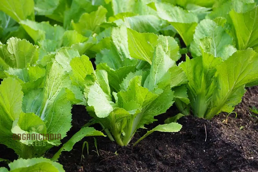 Indian Mustard ’Amsoi Green’ Seeds For Exceptional Gardening - Ideal Home Garden Enthusiasts