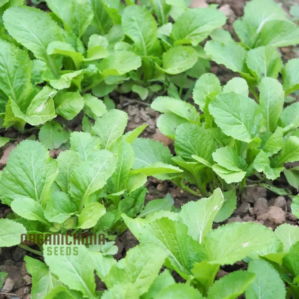 Indian Mustard ’Amsoi Green’ Seeds For Exceptional Gardening - Ideal Home Garden Enthusiasts